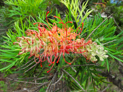 Red flower Australia, Grevillea