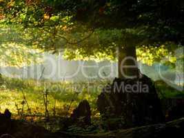 Fairytail forest