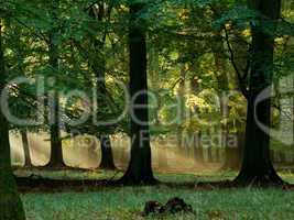 Fairytail forest