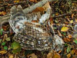 Dead Tawny Owl