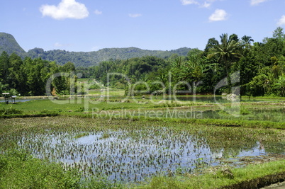 Flooded rice terrace