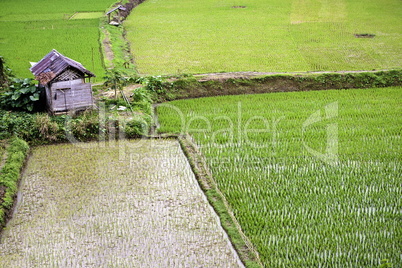 Green Rice plantation