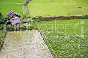 Green Rice plantation