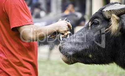 Drover and his buffalo