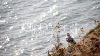 gull on the shore