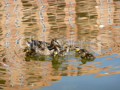 Ducklings with mother