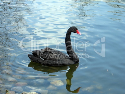 Black swan