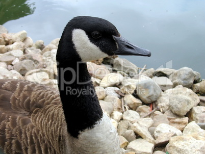 Goose portrait