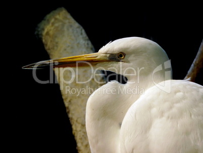 Heron portrait