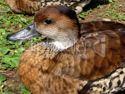 Orange duck