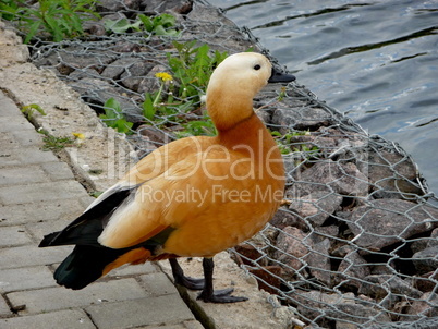 Orange duck near water