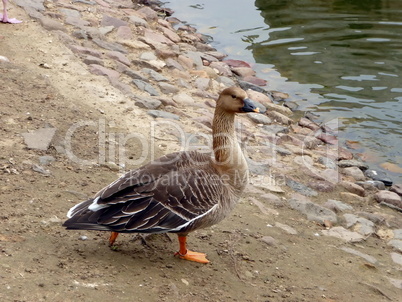 Single goose