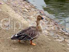 Single goose