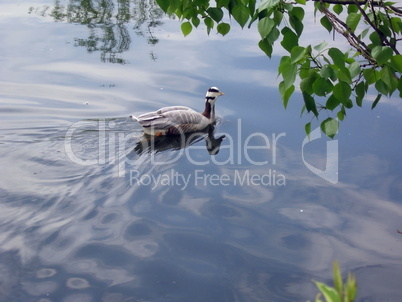 Swimming goose