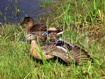 Two ducks