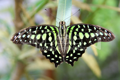 Grüner Kolibri