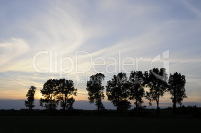 Bäume mit Abendhimmel