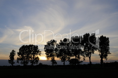 Bäume mit Abendhimmel