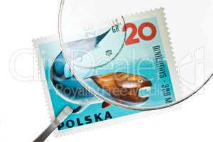 Postage stamp under magnifier with tweezers