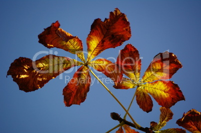 Herbstlaub 8