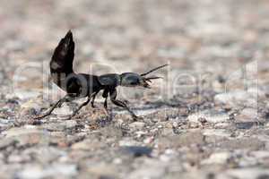 minute brown scavenger beetle