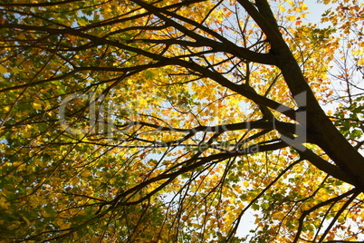 Baumkrone In Herbstfarben