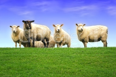 Gruppe Schafe der Nordsee auf dem Deich