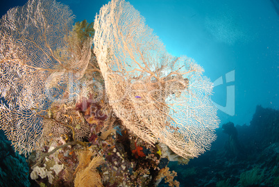 Giant georgonian fan coral (Annella mollis). Red Sea, Egypt.