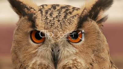 Eule / Uhu /Eagle Owl