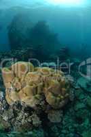 Shipwreck in shallow water