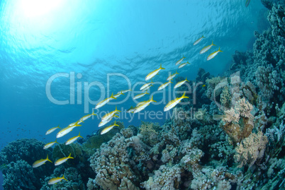 Small school of Red sea goatfish