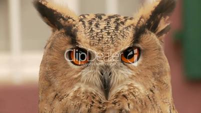 Eule / Owl
