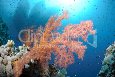 Vibrant and colourful tropical reef