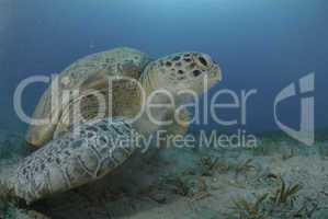 Green sea turtle swimming over seagrass bed.