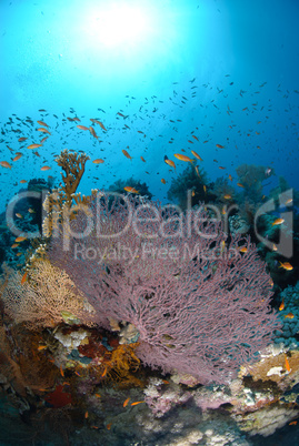 Pristine coral reef