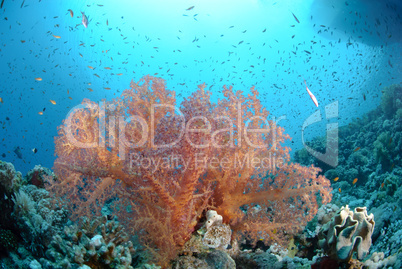 Vibrant and colourful tropical reef