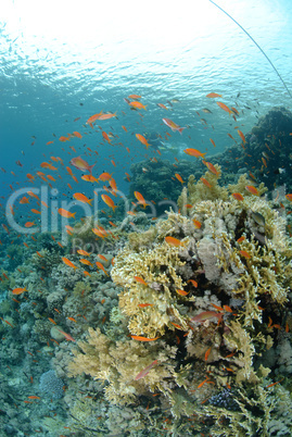 Vibrant and colourful tropical reef