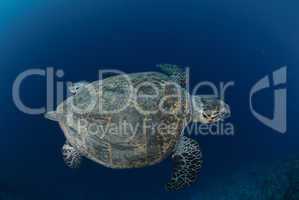 Top view of a hawksbill turtle.