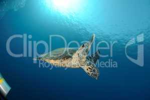 One Male hawksbill turtle. Red Sea, Egypt.