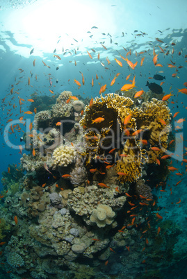 Tropical coral reef scene