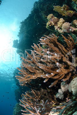 Colourful tropical reef