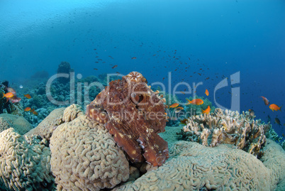 Common reef octopus