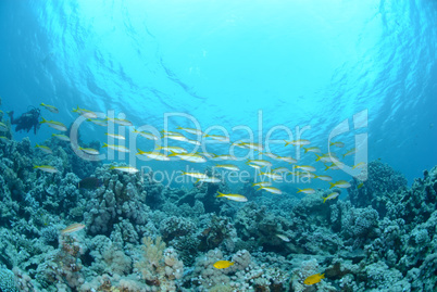 Small school of Red sea goatfish