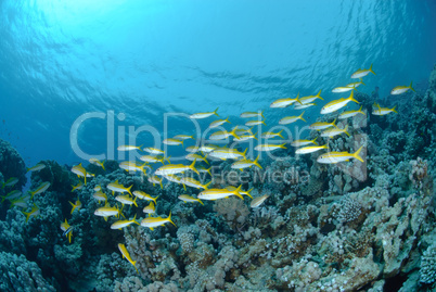 Small school of Red sea goatfish