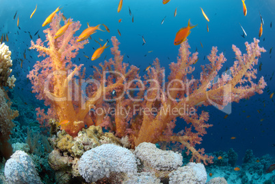 Vibrant and colourful tropical reef