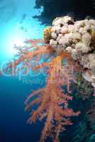 Vibrant and colourful tropical reef