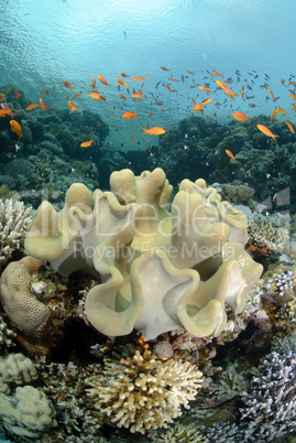 Vibrant and colourful tropical reef