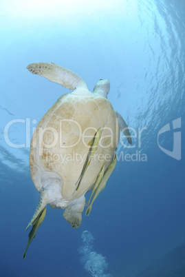 Green turtle swimming towards the ocean surface.