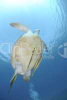 Green turtle swimming towards the ocean surface.