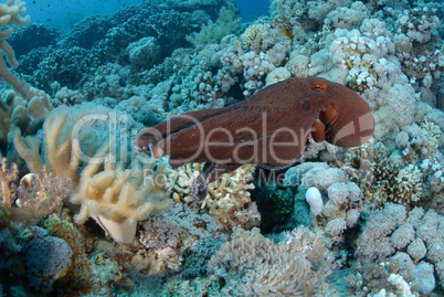 Common reef octopus